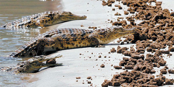 Zimbabwe crocs go veggie for high fashion