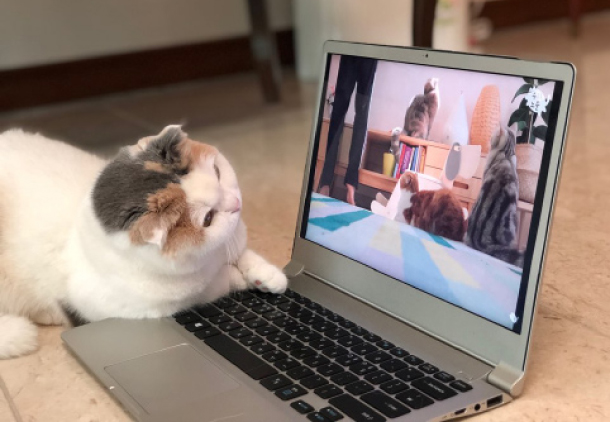 Cats are the true stars of Korean : Relatively new as pets locally,  viewers are eager to learn more