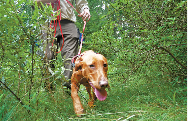 Invasive plants meet match in detection dogs